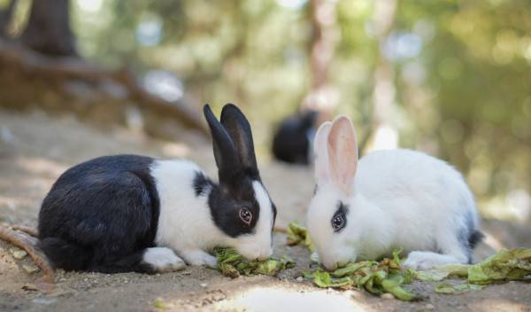 Pourquoi et comment donner une nourriture riche en légumes à mon lapin ?