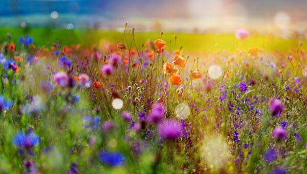 Les plus beaux paysages de printemps à admirer en fleurs