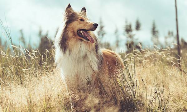 Comment protéger son chien des tiques ?