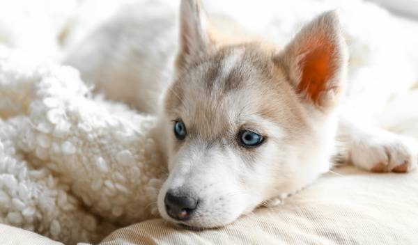 Comment calmer un chiot qui pleure la nuit​