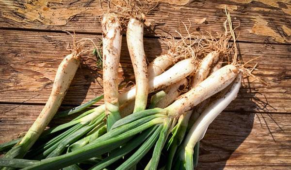 Oignon nouveau : planter, cultiver et récolter