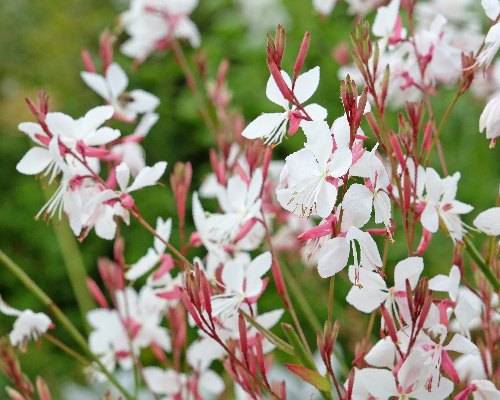 Plante vivace à fleurs blanches, la Gaura blanche