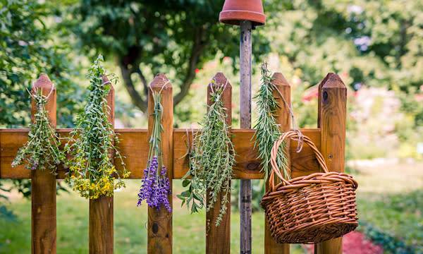 Herbes aromatiques : les 10 incontournables de l'été