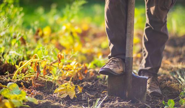 vignette - Comment préparer son potager pour l’hiver