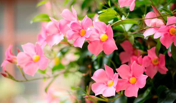 Dipladénia (Mandevilla)