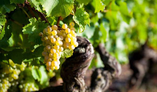 Vigne à raisin (Vitis vinifera)