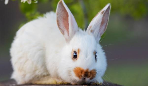 quelles-friandises-lapin-donner