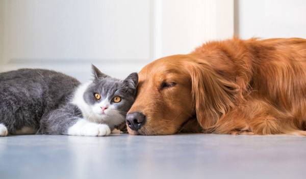 Bi-nutrition chat et chien : quelles quantités ?