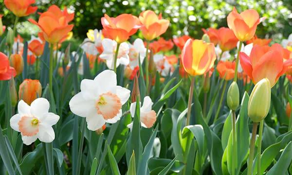Quels bulbes à floraison printanière choisir ?