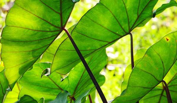Alocasia
