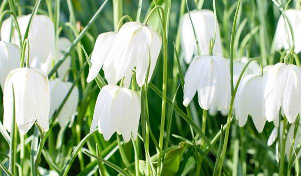 Fritillaires