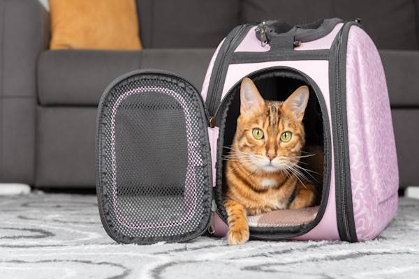 Un chat bengal regarde hors de son sac de transport 