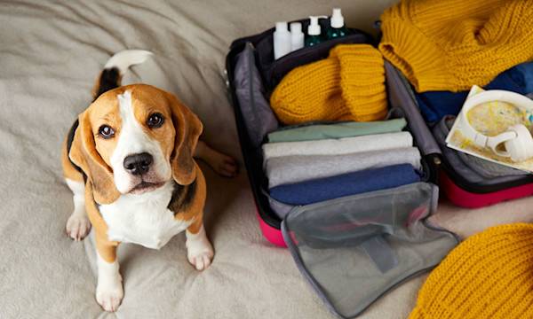 Voyager avec son chien : en voiture, en train, en avion...