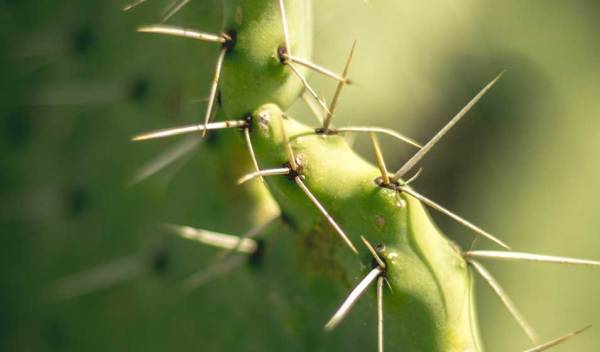 Les succulentes, cactées et plantes grasses
