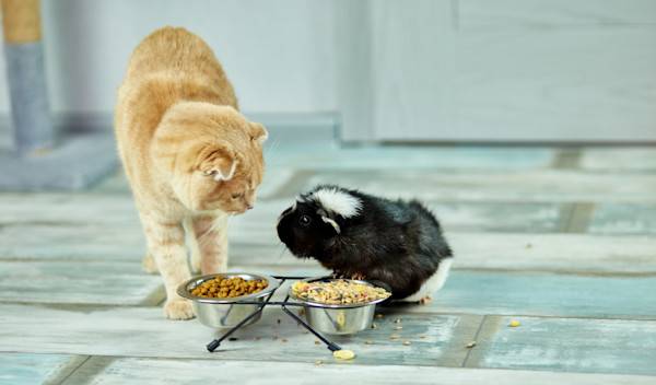 desc