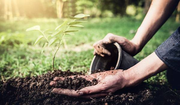Dépoter un jeune arbre de son conteneur d'achat en plastique se fera sans peine au moment de la plantation - © Freedomz - stock.adobe.com
