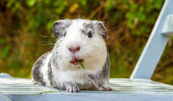 Cochon d'Inde