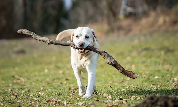 Comment jouer avec mon chien ?