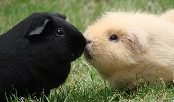 Cochons d'Inde