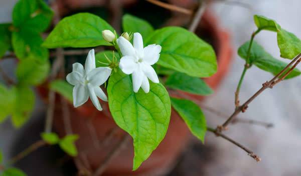 Jasmin en pot