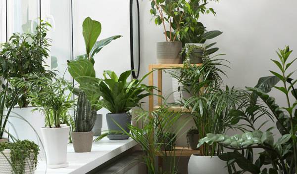 # Comment prendre soin de vos plantes d’intérieur en été ? - © New Africa - stock.adobe.com