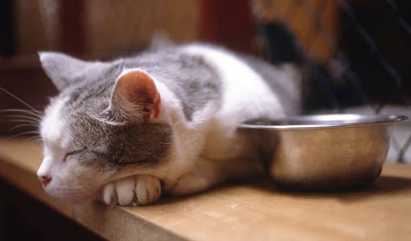 Quelle alimentation pour un chat âgé : la nutrition d'un chat vieillissant