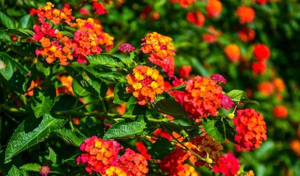 Fleurs de plein soleil