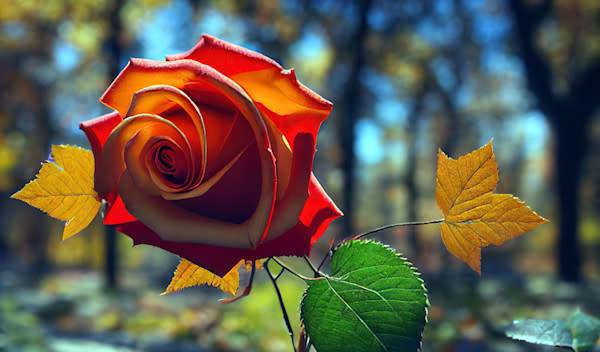 Pourquoi et comment tailler les rosiers à l'automne