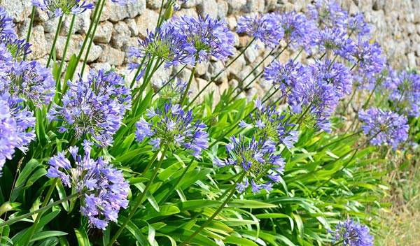 Plantes à fleurs bleues pour de belles bordures au jardin