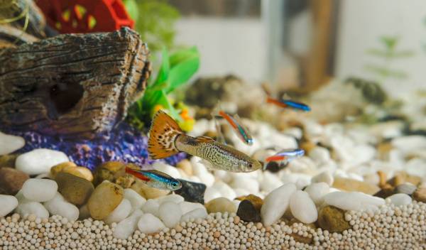 poissons cohabiter guppy 1 thumbnail