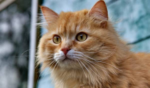 Comment prévenir les troubles digestifs chez le chat ?