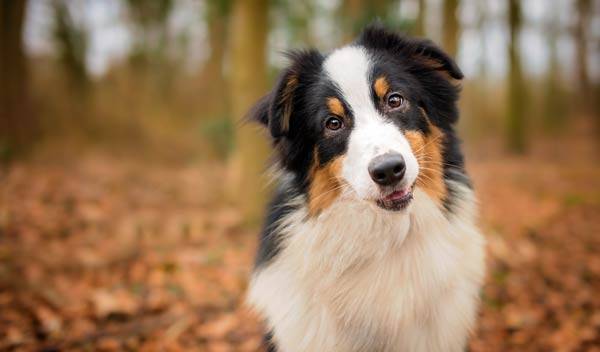 Idées de prénoms de chien en C pour 2027