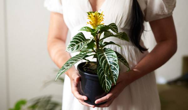 Plante zèbre (Aphelandra) : rempotage, culture et entretien