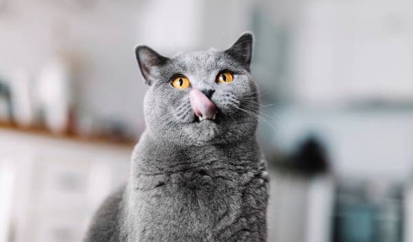 4 recettes de friandises maison pour votre chat 
