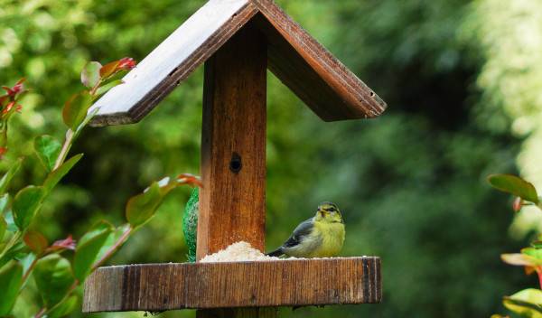 Comment nettoyer la mangeoire à oiseaux ?