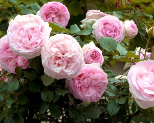 Rosier pierre de Ronsard