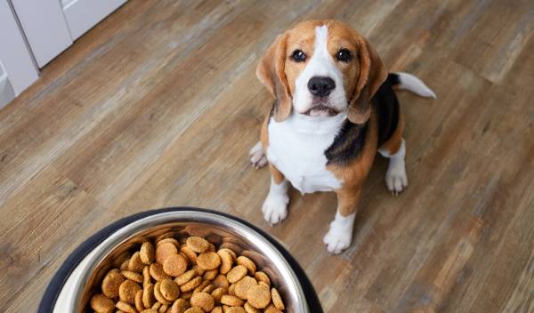 Quand et comment nourrir son chien