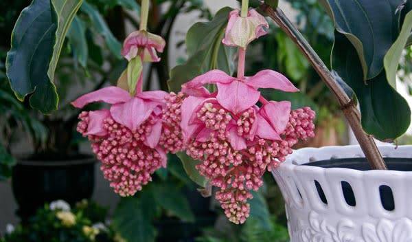 Medinilla magnifica : rempotage, entretien et floraison