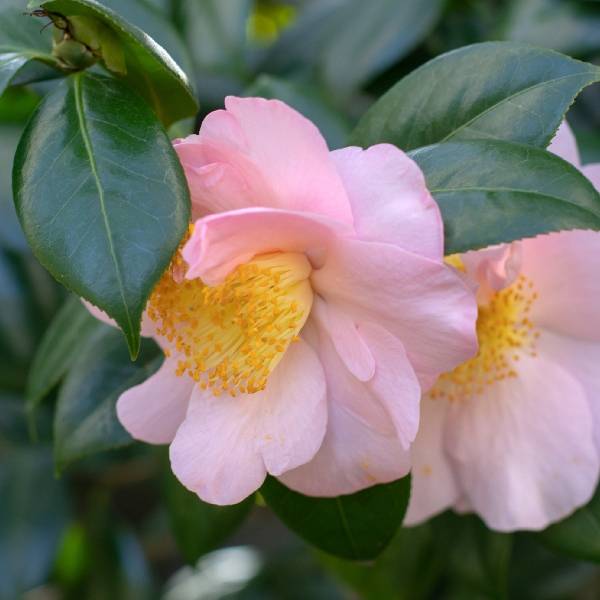 Le camélia est une plante d'extérieur facile, qui fleurit dans les mois d'hiver, parfait pour colorer le jardin en hiver