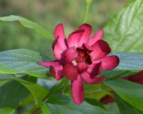 Arbuste à fleurs roses, le calycanthus
