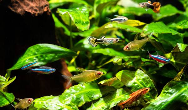 bactéries aquarium 1 thumbnail