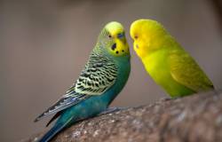 oiseau de nature