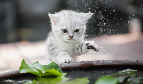 Comment habituer son chat à l'eau