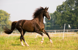 Cheval dans le près
