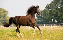 Cheval dans le près