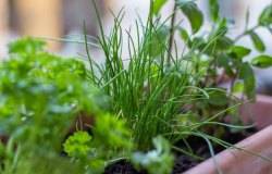 plantes aromatiques ciboulette