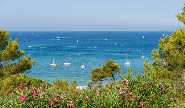 Quels arbustes persistants sont adaptés aux jardins en bord de mer ?
