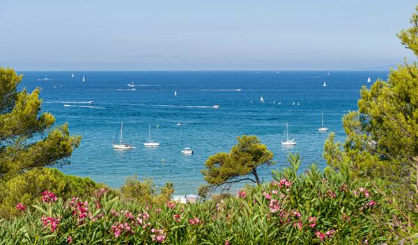 Quels arbustes persistants sont adaptés aux jardins en bord de mer ?