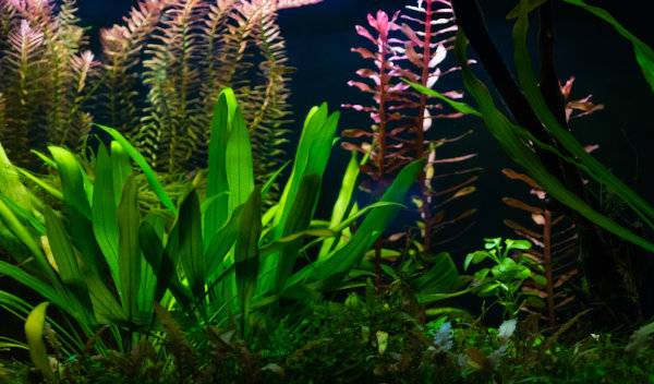 aquascaping amazonien 1 thumbnail