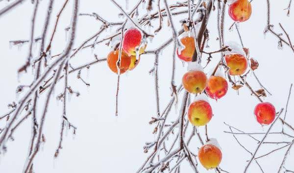 Arbres fruitiers qui résistent au froid